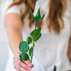 White Rose