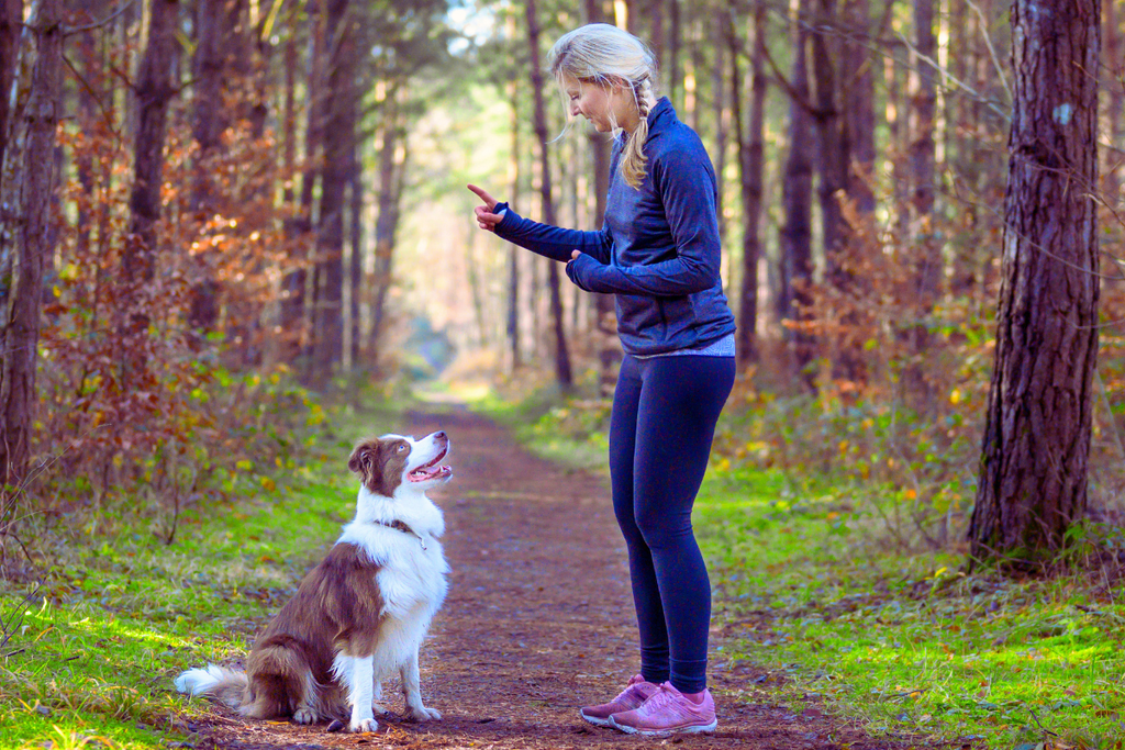 Paws, Pups, and Ponytails: The Ultimate Guide to Dog-Walking Hairstyles
